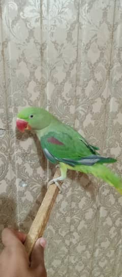 handtame and talking parrot