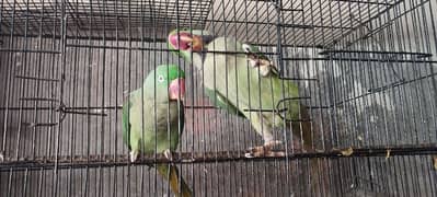 Raw Parrot Talking Pair Full Active Ready For Bread