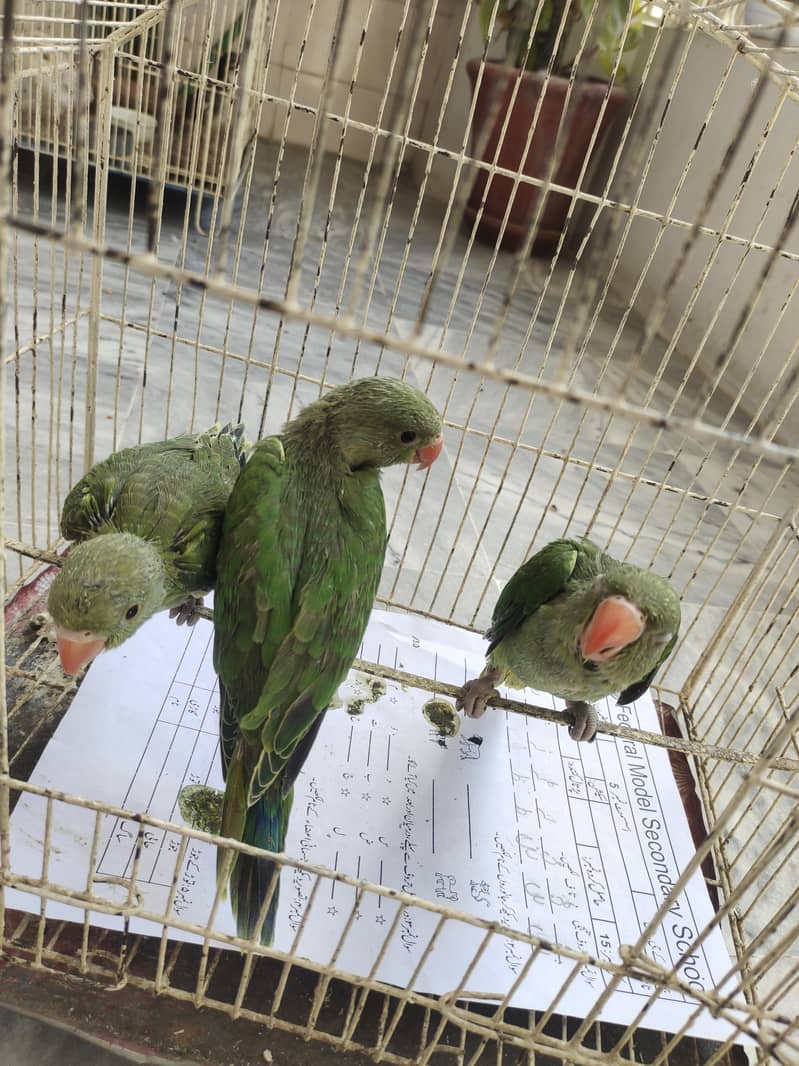 Ringneck chicks available 2