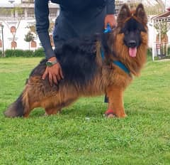 GSD / German Shepherd long coat /Dog for sale 0