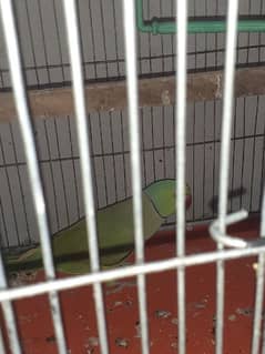 green ringneck only male bird for sale