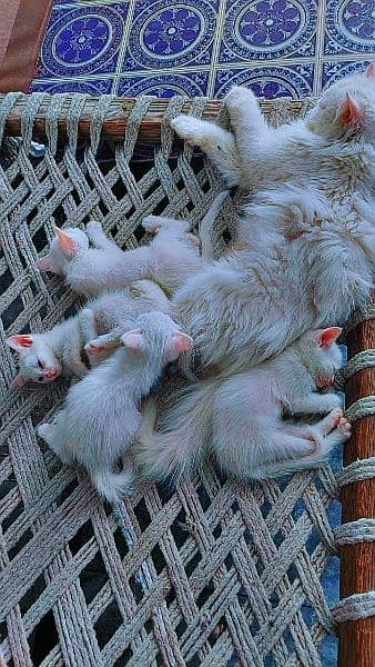 4 Persian Triple coated Kittens 1