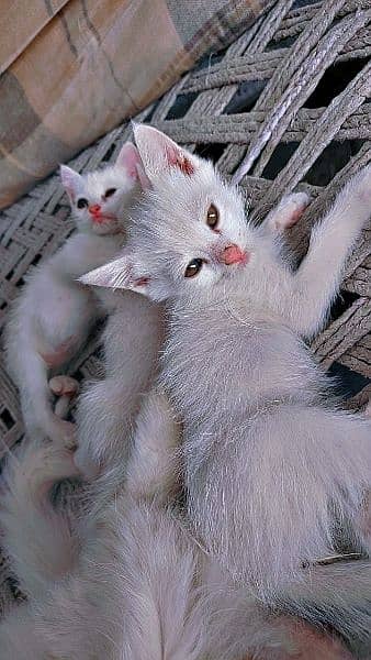 4 Persian Triple coated Kittens 2