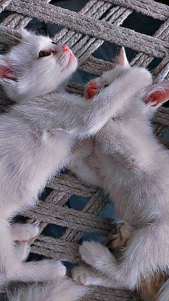 4 Persian Triple coated Kittens 4