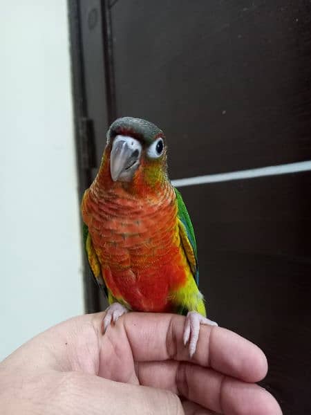 extream high red conures 5