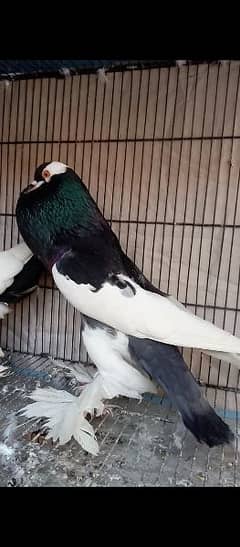 Fancy pigeon magpae pamorian
