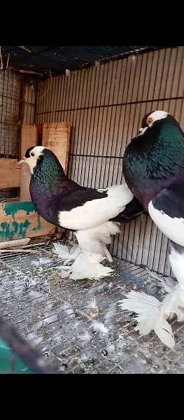 Fancy pigeon magpae pamorian 3