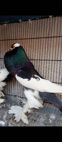 Fancy pigeon magpae pamorian 4