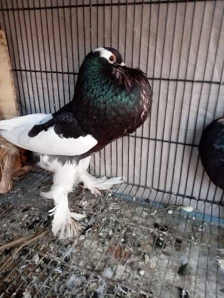 Fancy pigeon magpae pamorian 5