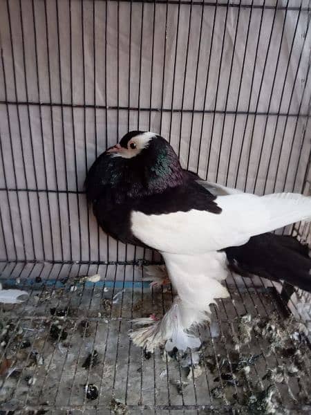 Fancy pigeon magpae pamorian 6