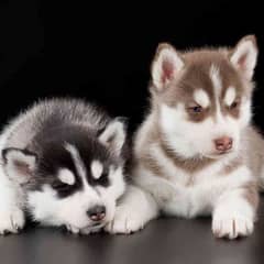 HuskY Puppies. . !!