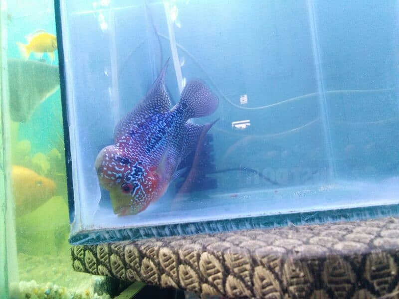 flowerhorn fish parrot fish cichlets family fishes blue line cat fish 11