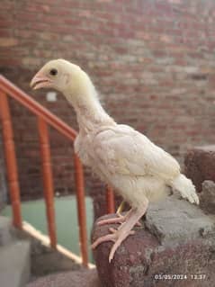 White Heera Chicks For Sell