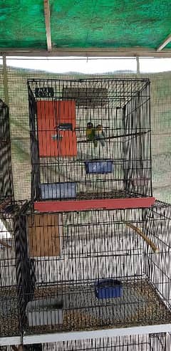 parrots. . cage