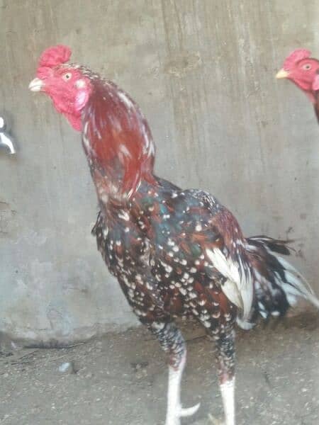 Aseel full active home breed 5