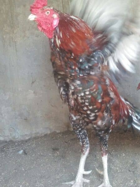 Aseel full active home breed 6