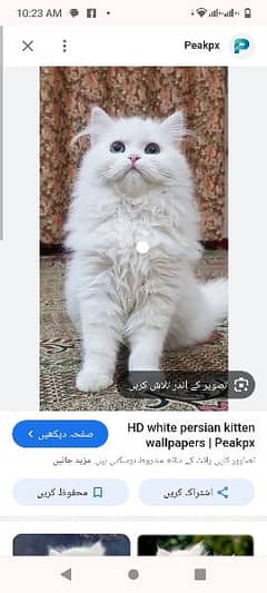 cat for sale 5000 0