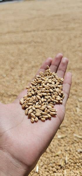 New Akber Wheat Pure White Roti bilkul Saf Gandum hai 2024 Rate Adjust 0