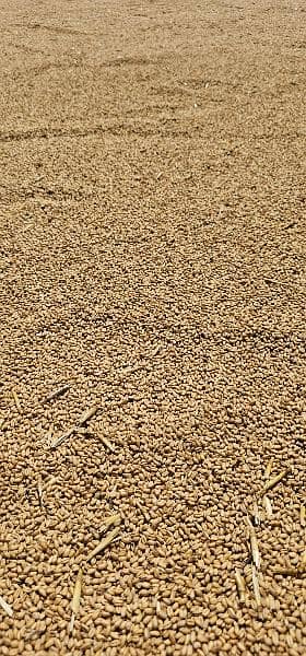 New Akber Wheat Pure White Roti bilkul Saf Gandum hai 2024 Rate Adjust 2