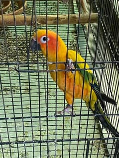 2 sun conure pairs, two males, one rosella female for sale