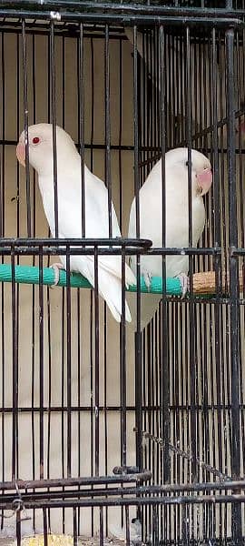 Albino breeder pair fnf pese read details 1