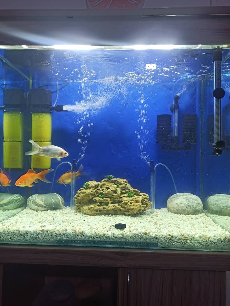 Aquarium/fish aquarium /12mm glass/10/10 11