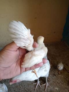 pure heera aseel chick 1 month old