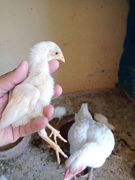 pure heera aseel chick 1 month old 1