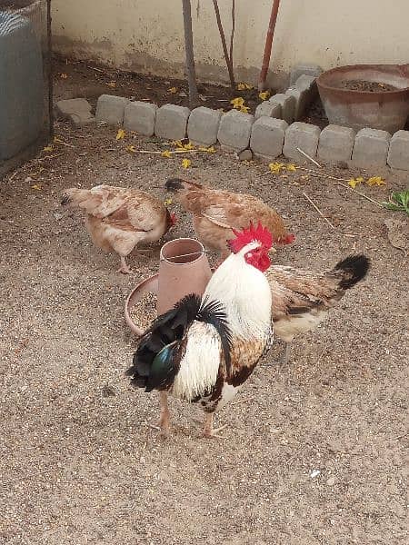 Home Bred Egg Laying Chickens 0