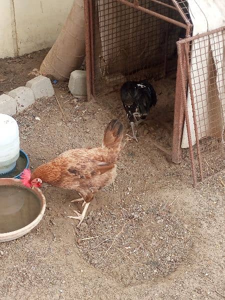Home Bred Egg Laying Chickens 1