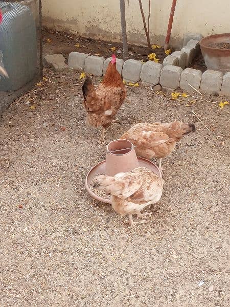 Home Bred Egg Laying Chickens 3
