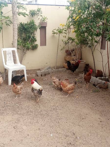 Home Bred Egg Laying Chickens 5