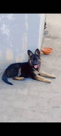 German Shepherd puppies |  Double Coat Puppy | Dog For Sale | GSD