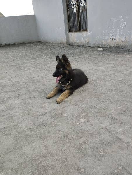 German Shepherd puppies available for sale 5