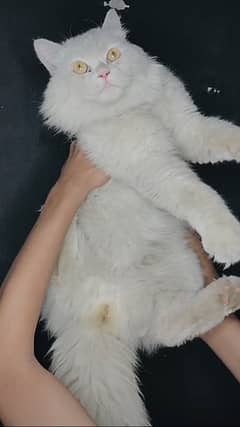triple coated white persian male cat ( 03207697374 )