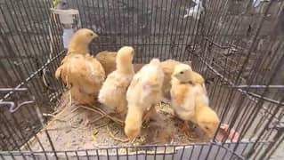 Genetically Modified - Golden Puff Chicks are Available.