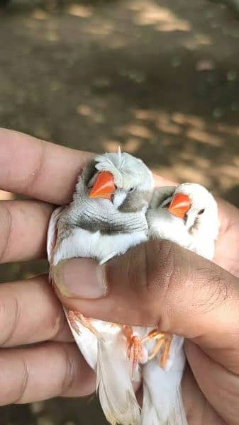 Finches pairs (Penguin finch) (Crusted finch) 1
