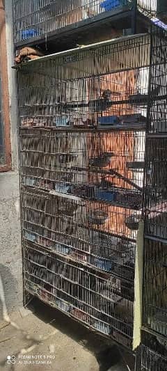 Birds setup cages with birds (Red dove opal dove Australian lotino )