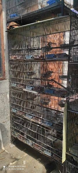 Birds setup cages with birds (Red dove opal dove Australian lotino ) 0