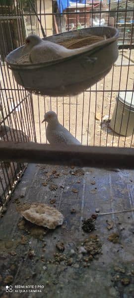 Birds setup cages with birds (Red dove opal dove Australian lotino ) 3