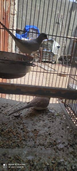 Birds setup cages with birds (Red dove opal dove Australian lotino ) 5