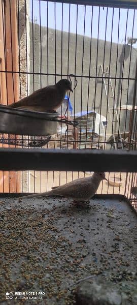 Birds setup cages with birds (Red dove opal dove Australian lotino ) 7