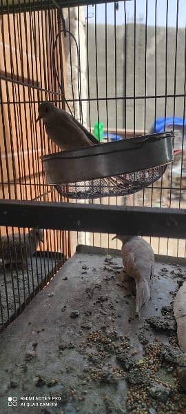 Birds setup cages with birds (Red dove opal dove Australian lotino ) 8