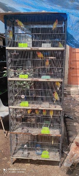 Birds setup cages with birds (Red dove opal dove Australian lotino ) 16
