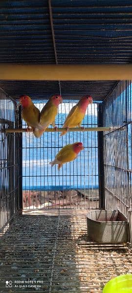 Birds setup cages with birds (Red dove opal dove Australian lotino ) 17