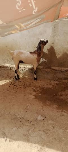 selling a goat