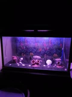 Fish Aquarium | Tank Size 4x2x2 In 12mm Glass | With Wooden Base