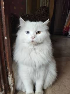 Female cat