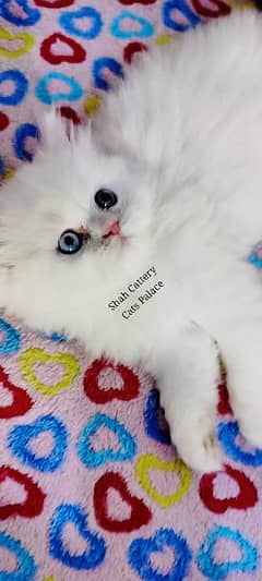 Persian cat/Persian kittens/triple coated/punch face/