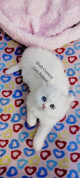 Persian cat/Persian kittens/triple coated/punch face/ 5